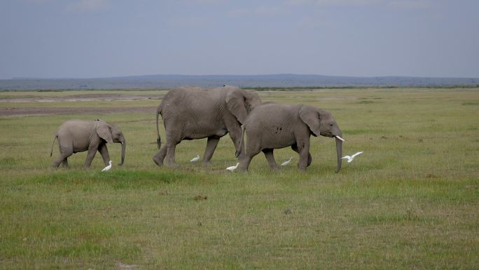 平原上，野生非洲象一家