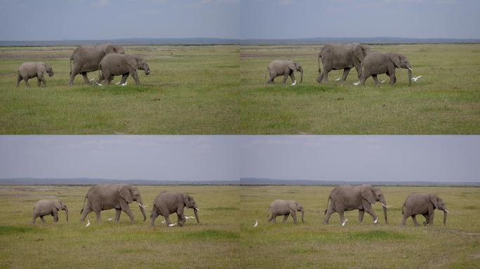 平原上，野生非洲象一家