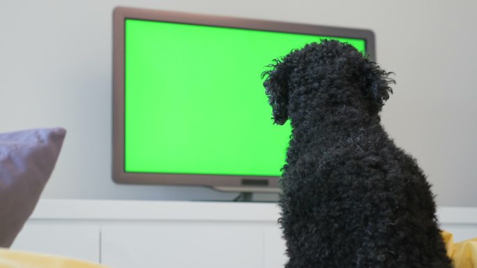 狗坐在电视机前屏幕绿屏绿幕抠图抠像