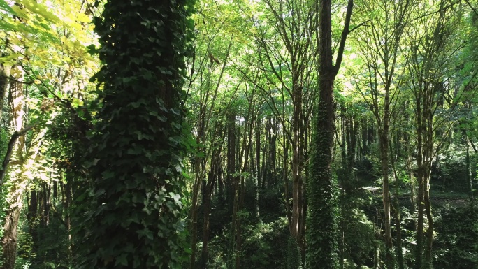 茂密的绿色森林唯美阳光森林树叶逆光竹林柳