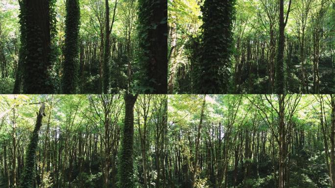 茂密的绿色森林唯美阳光森林树叶逆光竹林柳