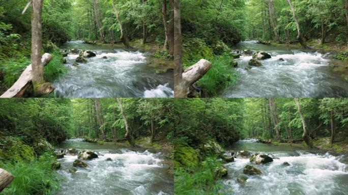 森林中的小河森林小河河流小溪夏天清凉一夏