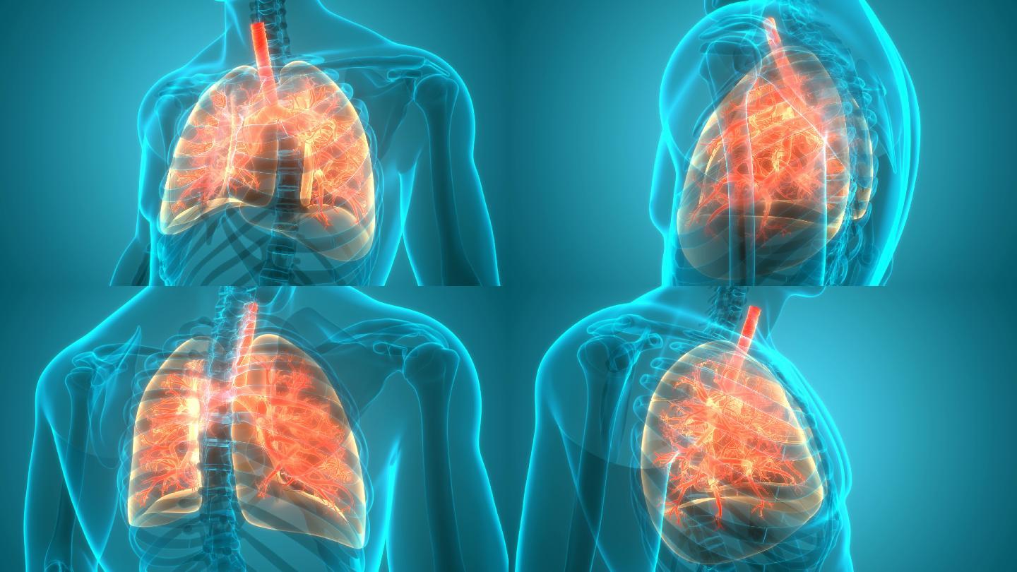 人体呼吸系统肺部解剖动画概念