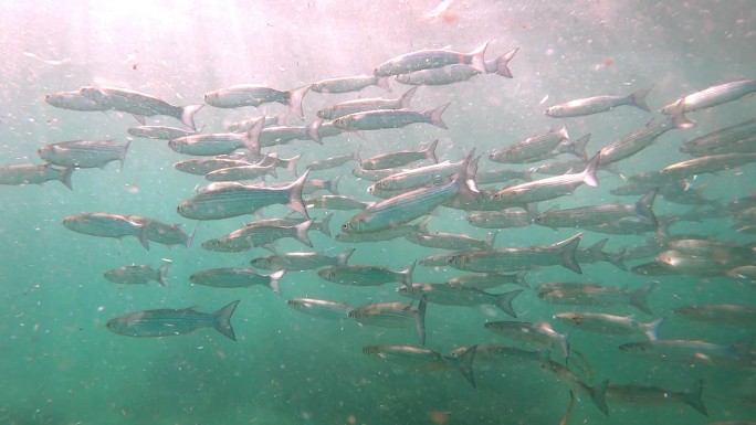 一群鲈鱼在地中海蓝绿色的海水中缓慢游动