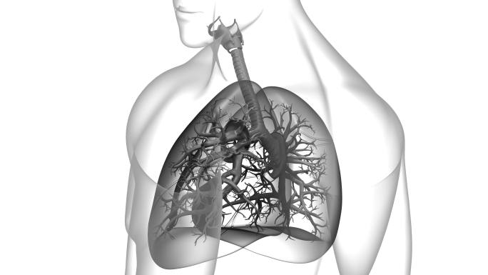 人体呼吸系统肺部解剖动画
