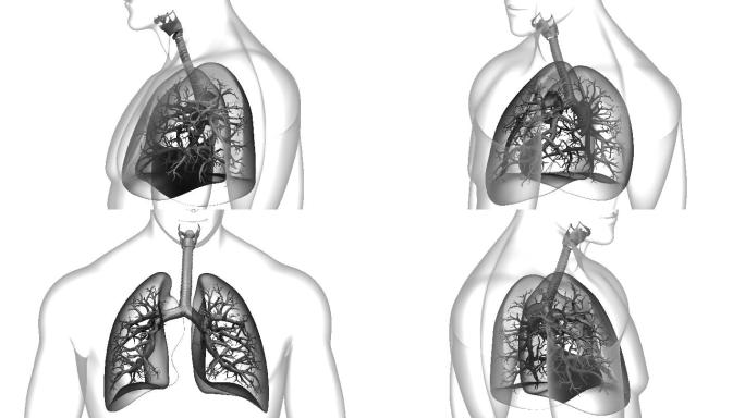 人体呼吸系统肺部解剖动画