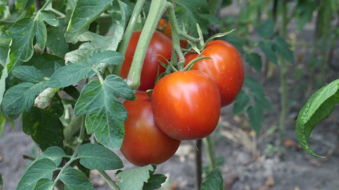 生长的新鲜的红色成熟番茄