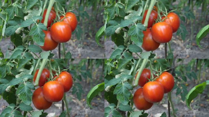 生长的新鲜的红色成熟番茄