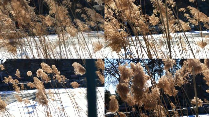 马尾草风吹野花野草野花野草摇摆光影逆光