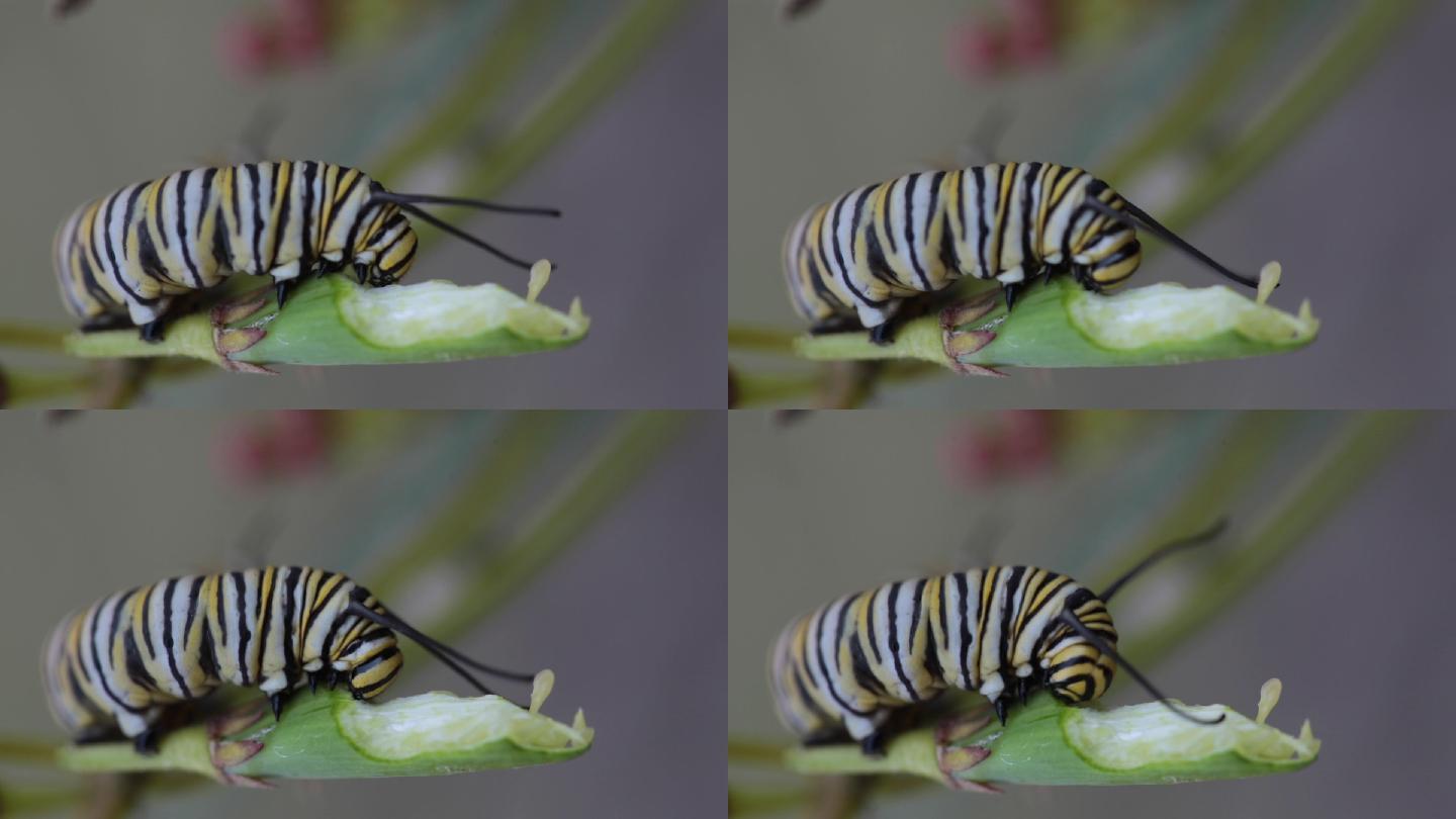 帝王蝶毛虫吃马利筋荚的特写视频