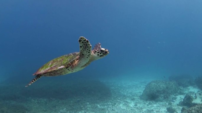 海龟野生动物海洋公园珊瑚礁水下潜水