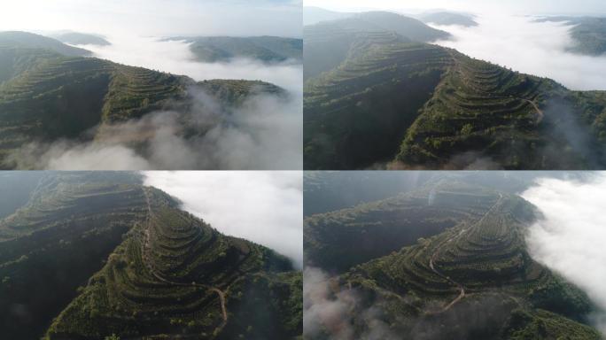 4k航拍 黄土高原 植树造林 生态