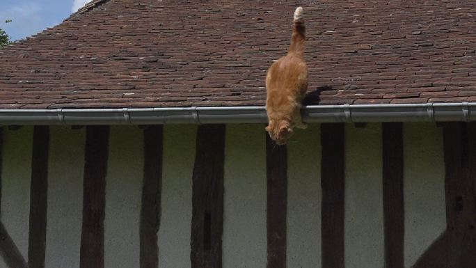 家猫从屋顶上跳下房檐上猫咪飞身跃下敏捷猫