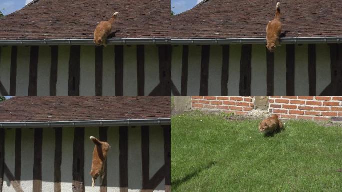 家猫从屋顶上跳下房檐上猫咪飞身跃下敏捷猫