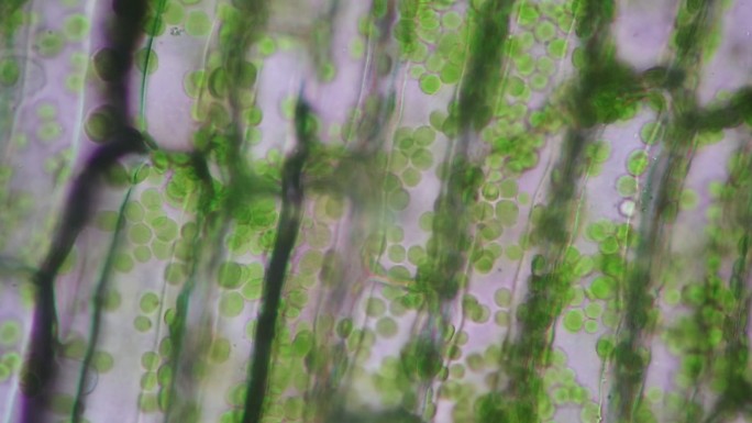 细胞结构黑藻，叶表面视图