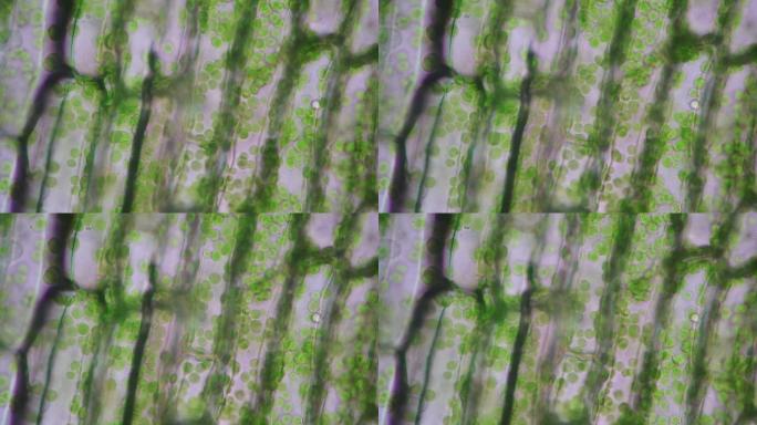 细胞结构黑藻，叶表面视图