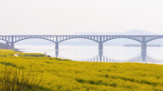 长沙湘府路大桥油菜花