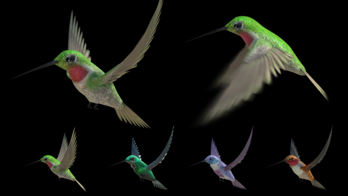 16组高清蜂鸟飞行通道循环动画视频素材
