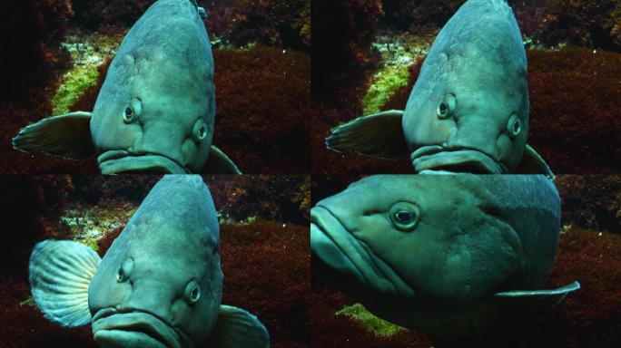 鱼头特写海底世界海洋生物三亚潜水深海热带
