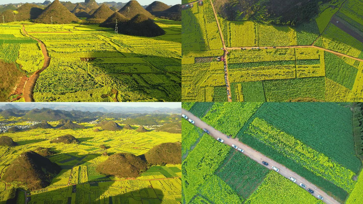 4K航拍罗平金鸡峰丛油菜花海