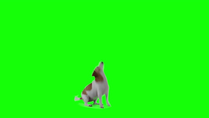 猎犬在绿色屏幕上跳跃