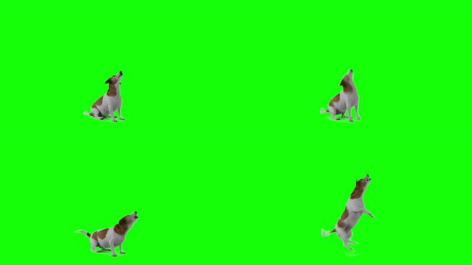 猎犬在绿色屏幕上跳跃