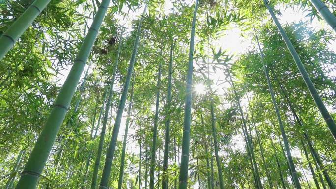 竹春竹雷竹毛竹林竹子