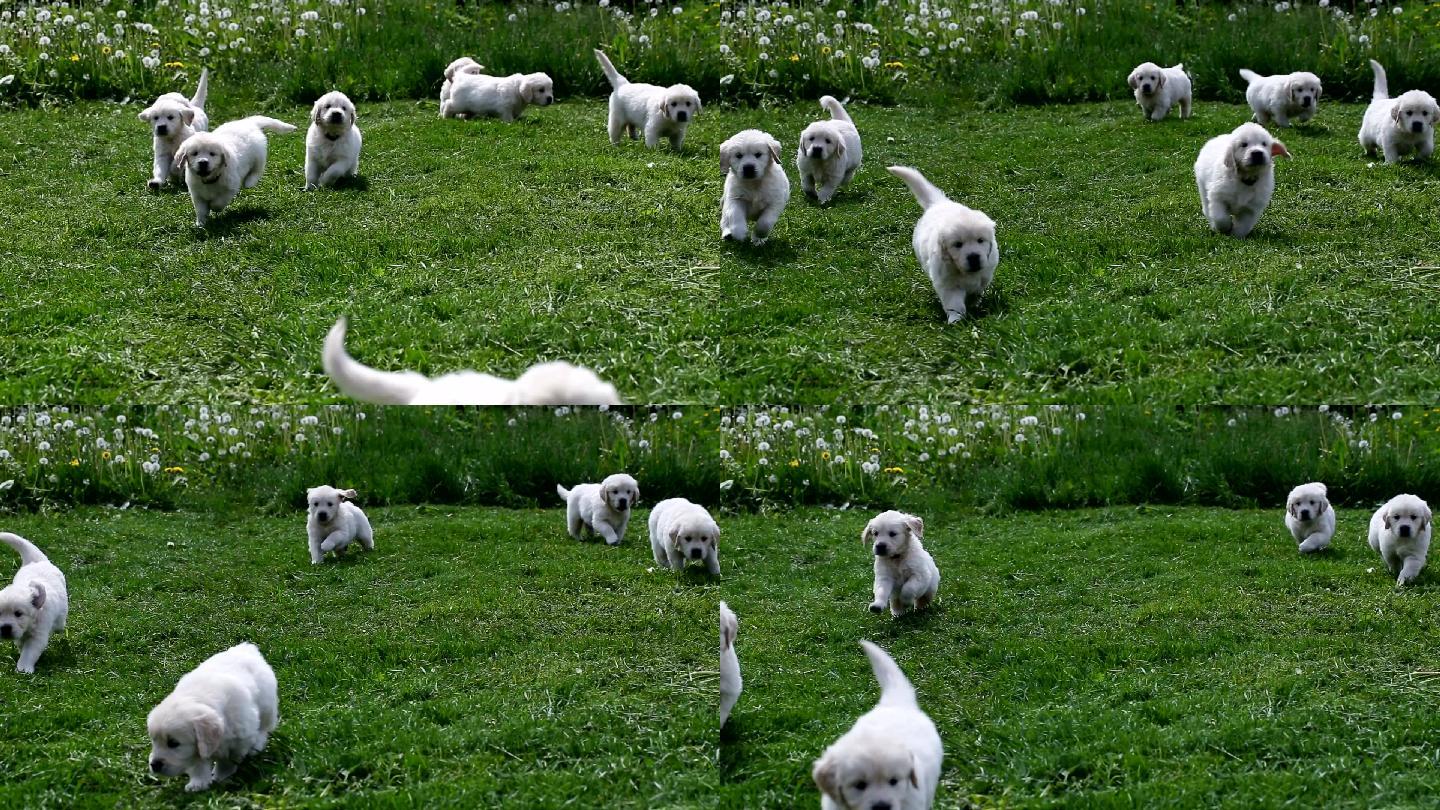 小狗在草地上奔跑泰迪贵宾遛狗