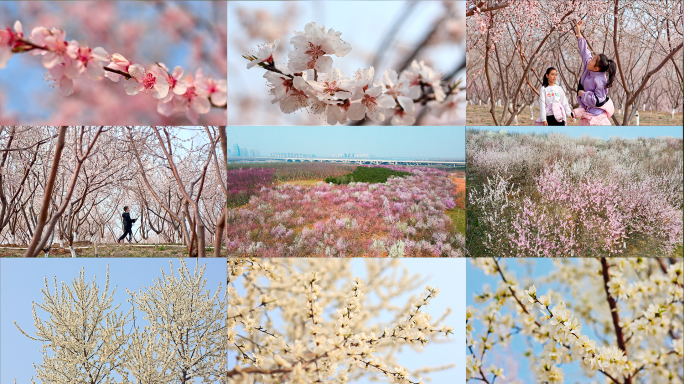 桃花特写加航拍