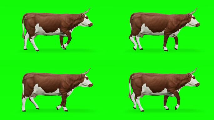 绿色屏幕上行走的奶牛