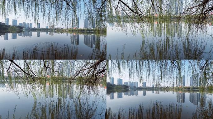 城市公园湖泊水岸春天的垂柳柳条发新芽