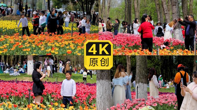 拿手机拍照的游客美女拍照春游逛公园赏花