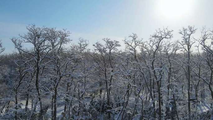 航拍 阳光照在雪后的树林