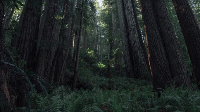 红杉林光影延时大气风景生态环境