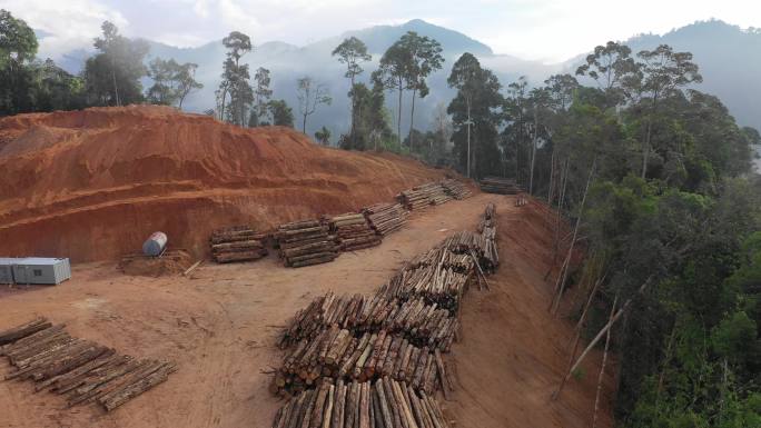 森林砍伐树林植被伐树砍树毁坏破坏