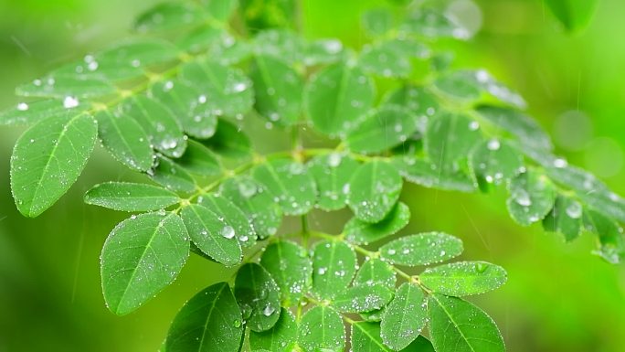 树叶与雨滴的特写晶莹剔透甘露晨露户外清早