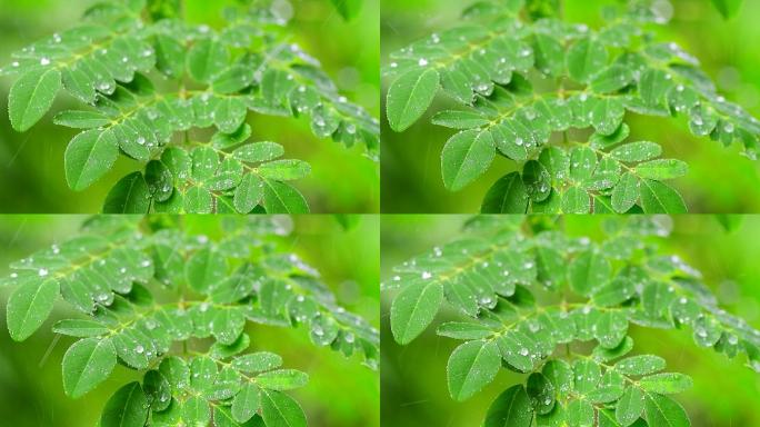 树叶与雨滴的特写晶莹剔透甘露晨露户外清早