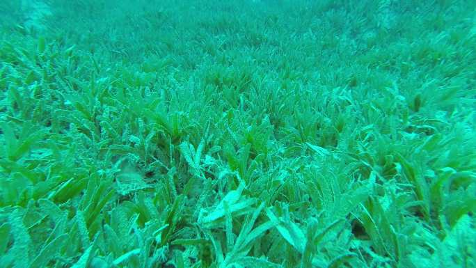 被海草覆盖的海床海底水底淹没