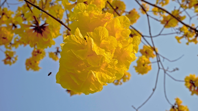 黄花风铃木特写意境唯美