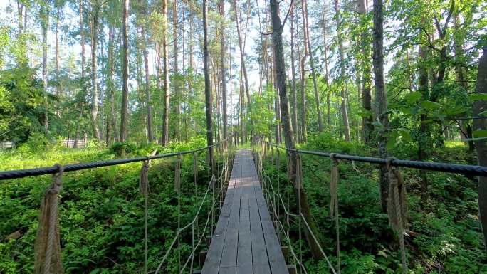 在绿色森林中缓慢地走过吊桥