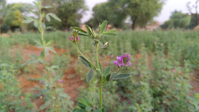 紫花苜蓿春天春光春暖花开野草小草