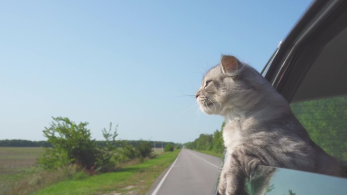 可爱的小猫萌宠猫咪窗外车窗露头伸出头