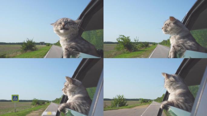可爱的小猫萌宠猫咪窗外车窗露头伸出头