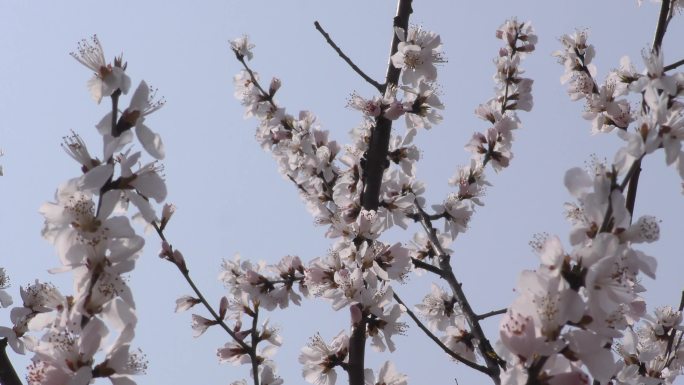 挑花 春回大地春到人间