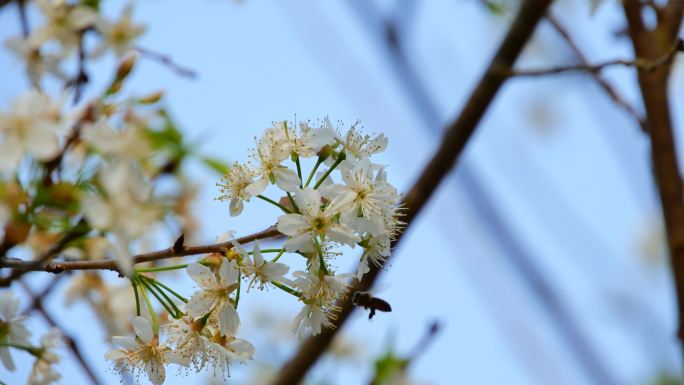 樱桃树开花蜜蜂采蜜