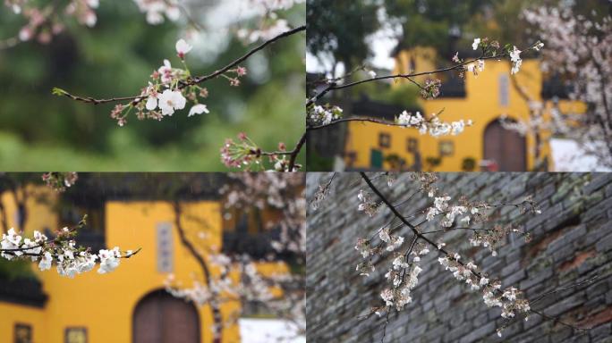 雨中樱花