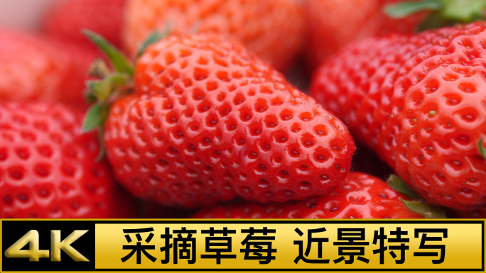 4K采摘草莓