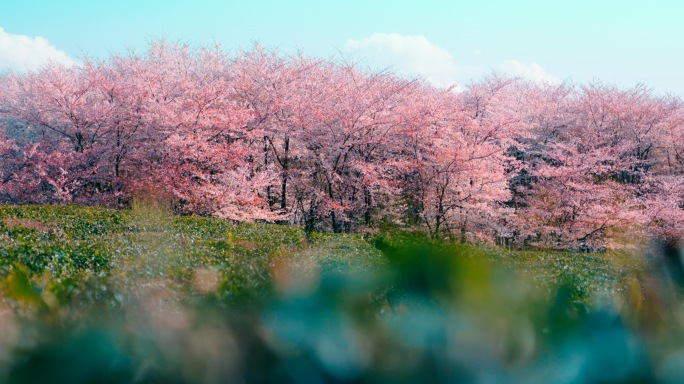 樱花樱花园平坝樱花