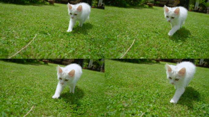 可爱的小猫在花园里追逐树枝玩耍。