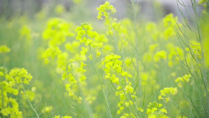 风吹油菜花特写空镜头拍摄